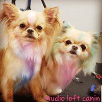 Coupe créative et coloration fantaisie pour chien - Mohawk coloré et style unique