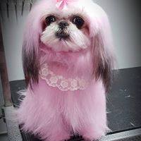 Service de coloration semi-permanente et coupe asiatique pour chien