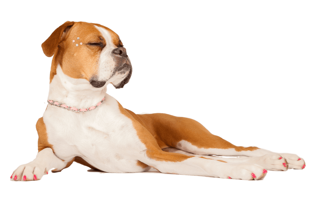 Abby, chien toiletté au Studio Loft Canin - Exemple de notre travail professionnel de toilettage