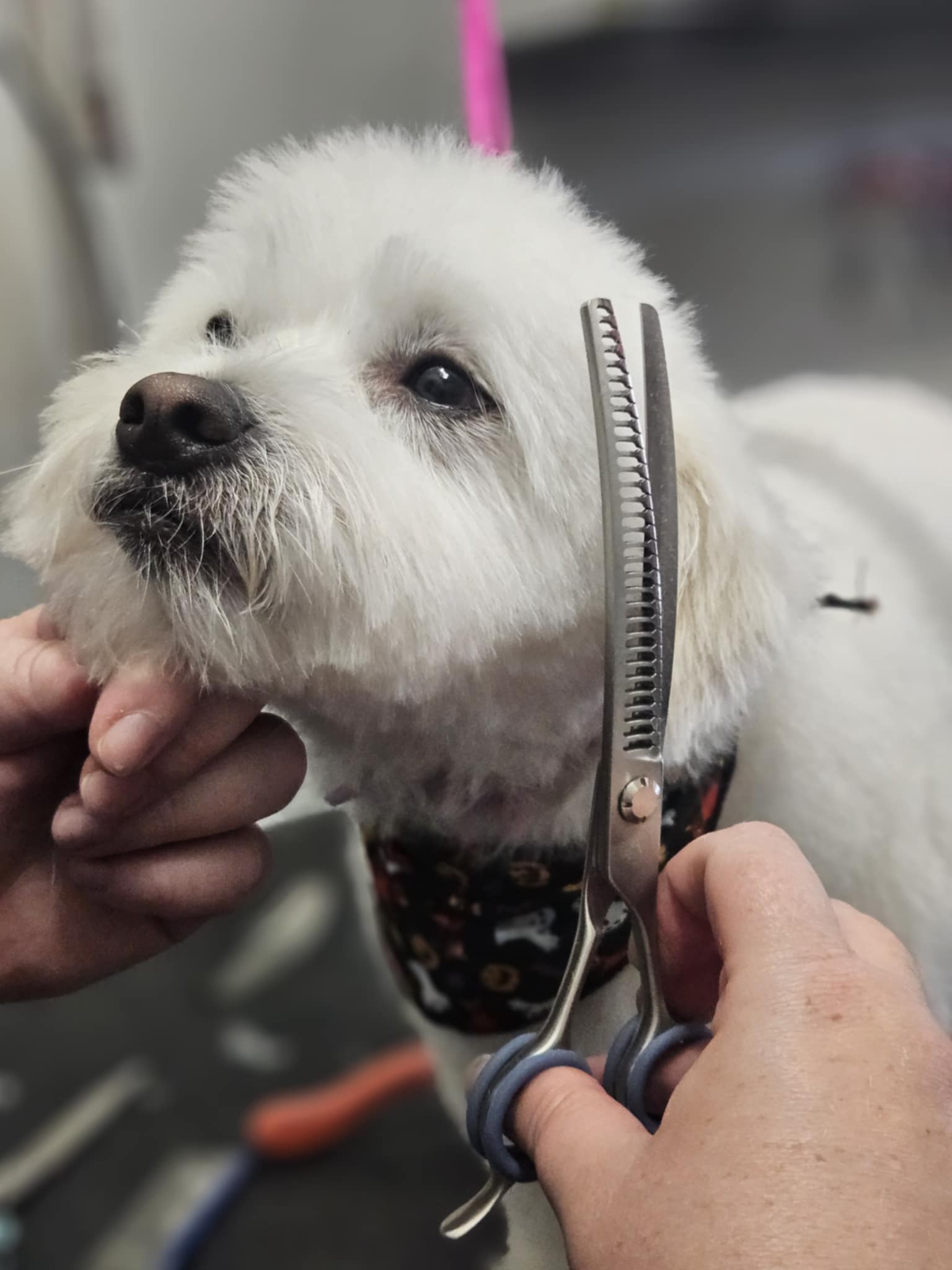 Chien pendant le processus de toilettage complet - Démêlage et préparation au Studio Loft Canin