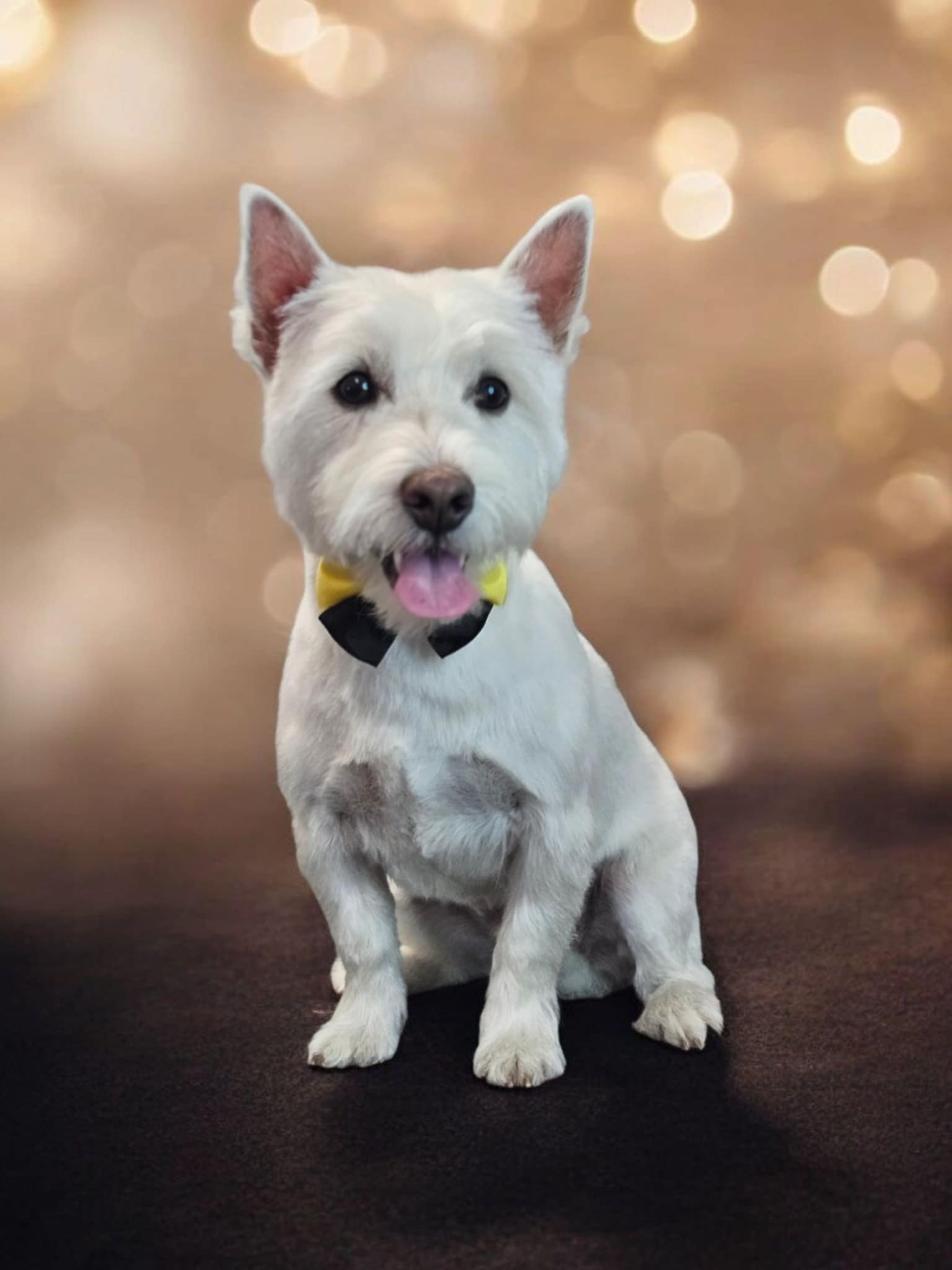 Résultat final du toilettage - Chien propre et stylé