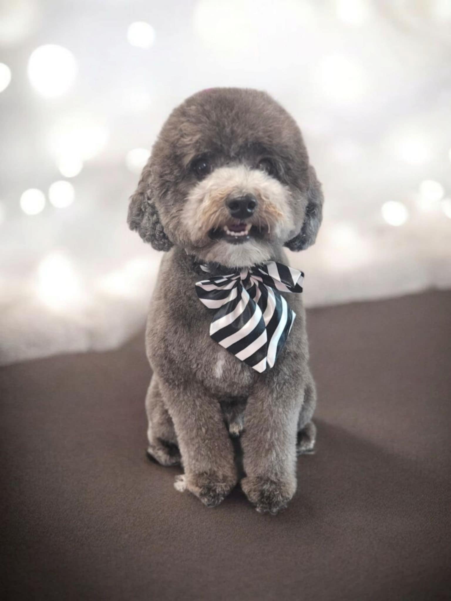 Chien satisfait après son toilettage complet au Studio Loft Canin